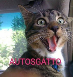 Autosgatto